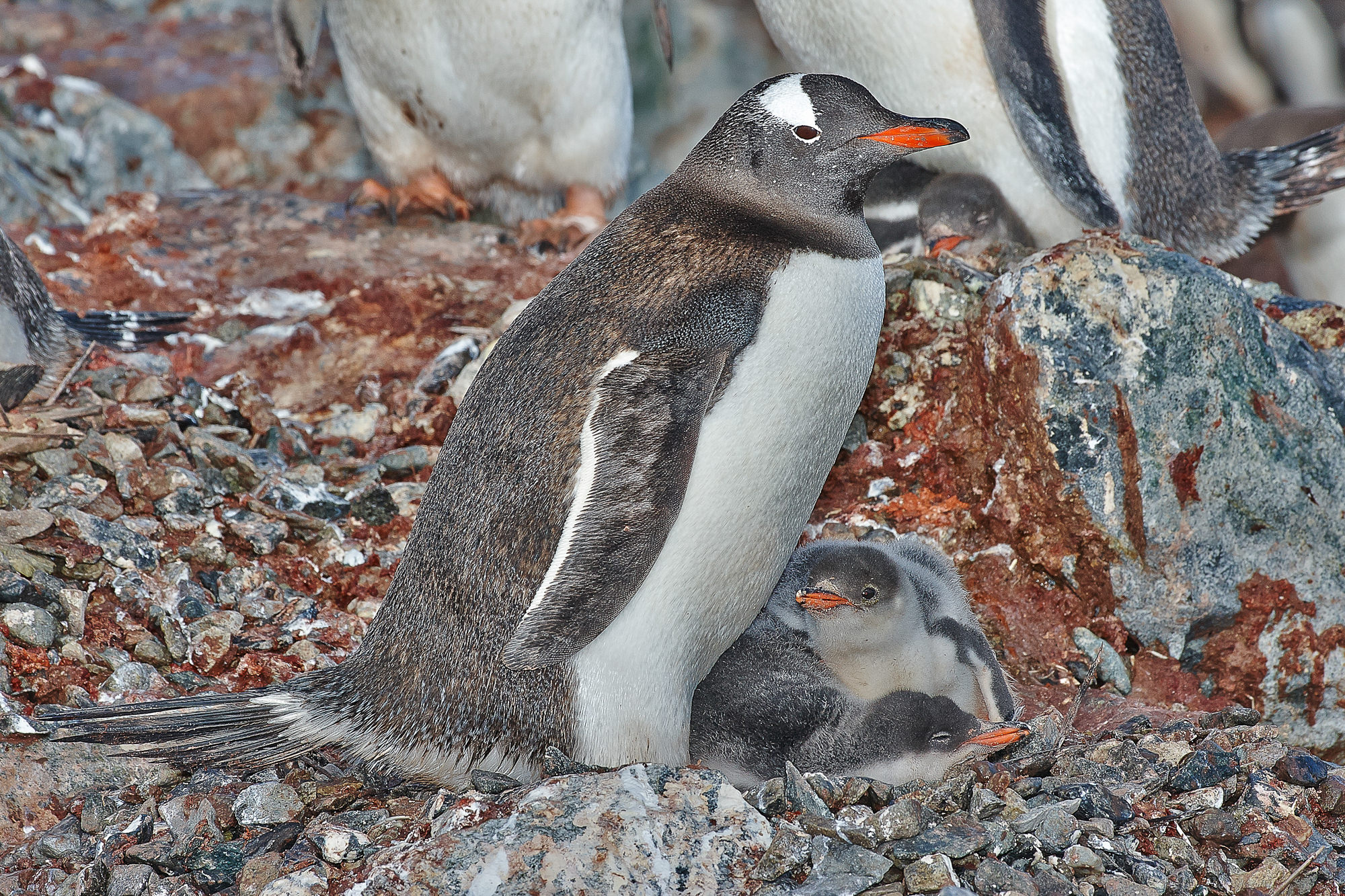 Eselspinguin mit Küken